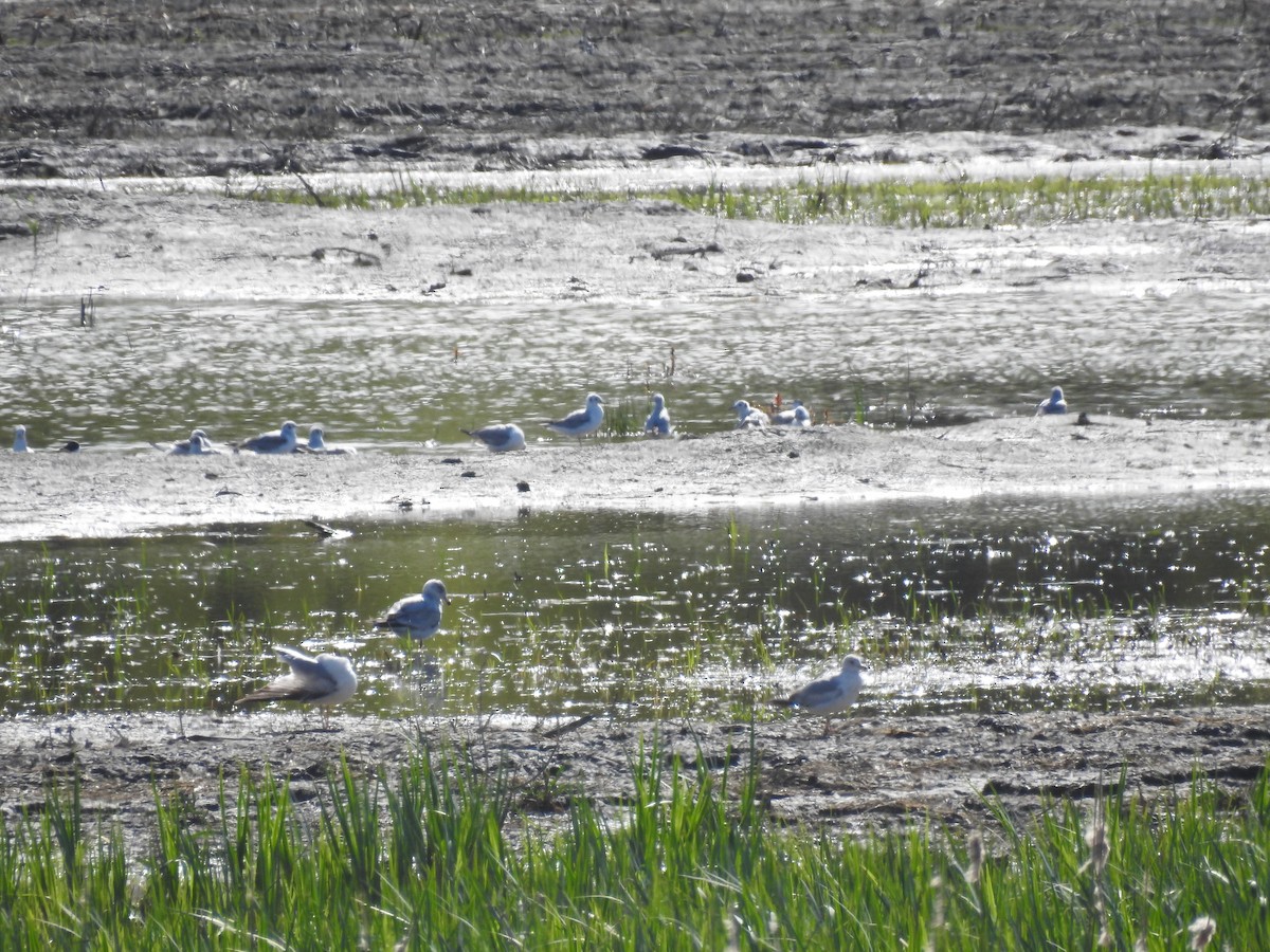 Mouette de Bonaparte - ML157999841