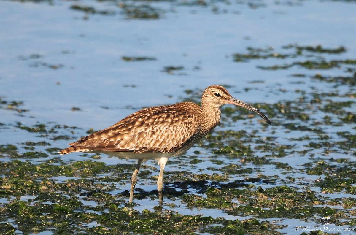 Whimbrel - Carl  Hawker