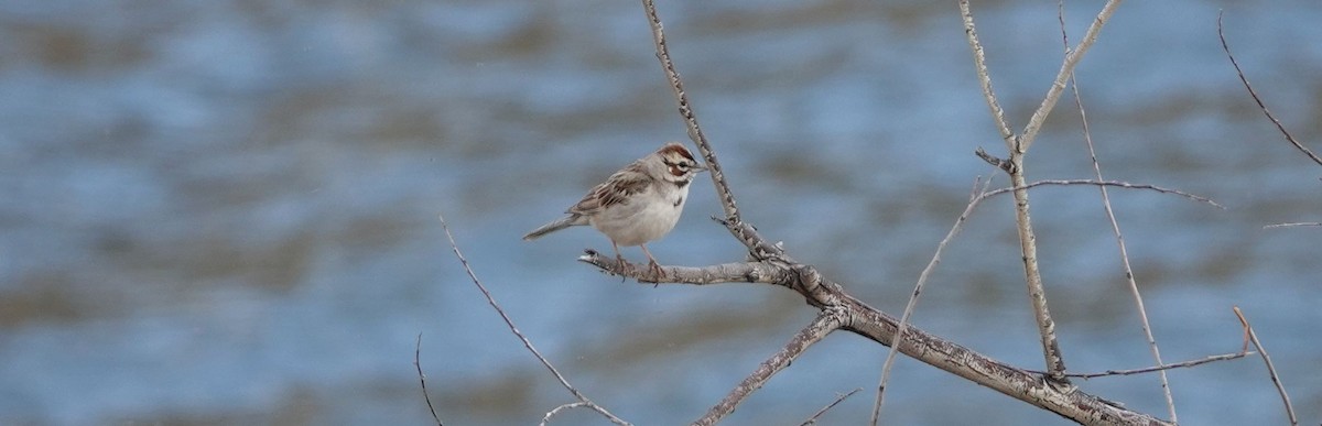 Lark Sparrow - Brad Rumble