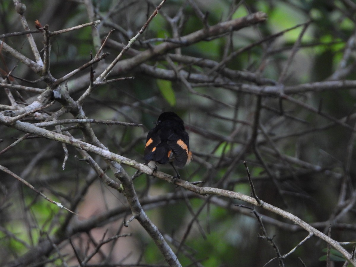 American Redstart - ML158005721