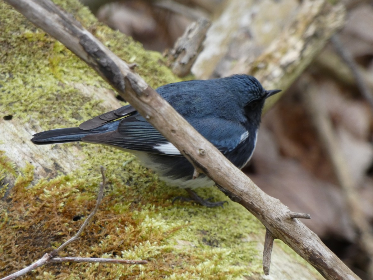 Black-throated Blue Warbler - Mike Cadman
