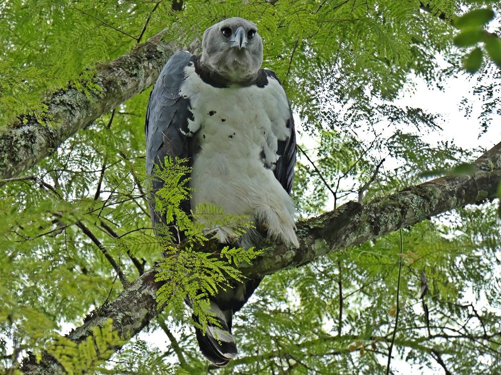 Harpy Eagle - ML158007151