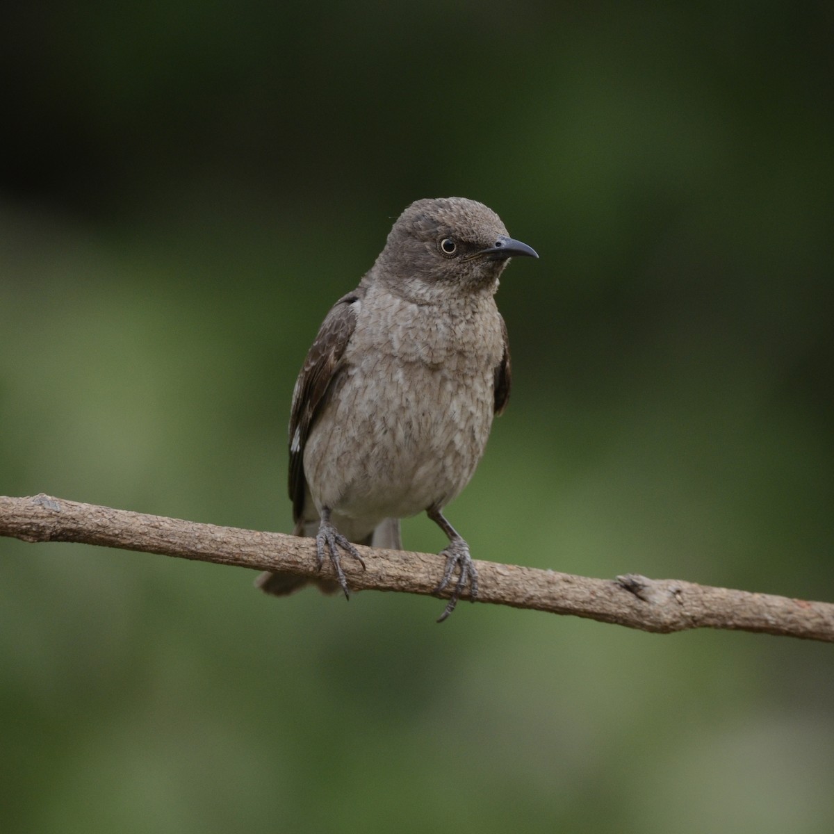 Spot-winged Starling - ML158007901