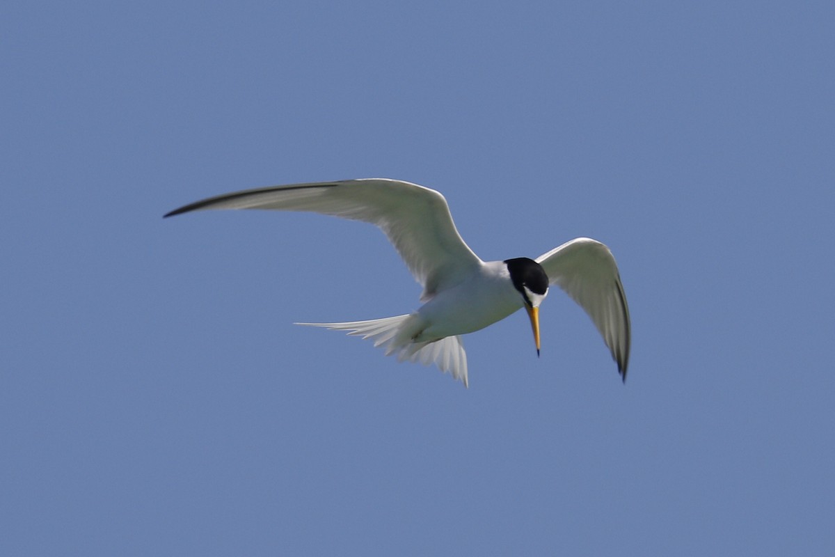 Least Tern - Donna Pomeroy