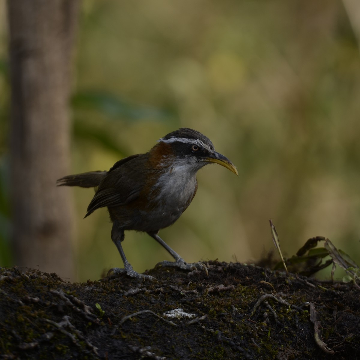 Streak-breasted Scimitar-Babbler - ML158008891