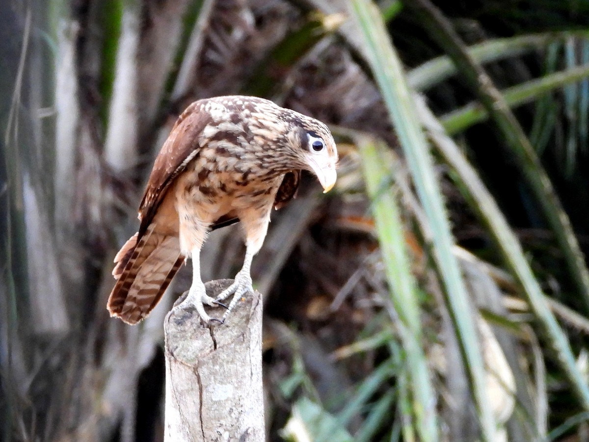 Yellow-headed Caracara - ML158009711