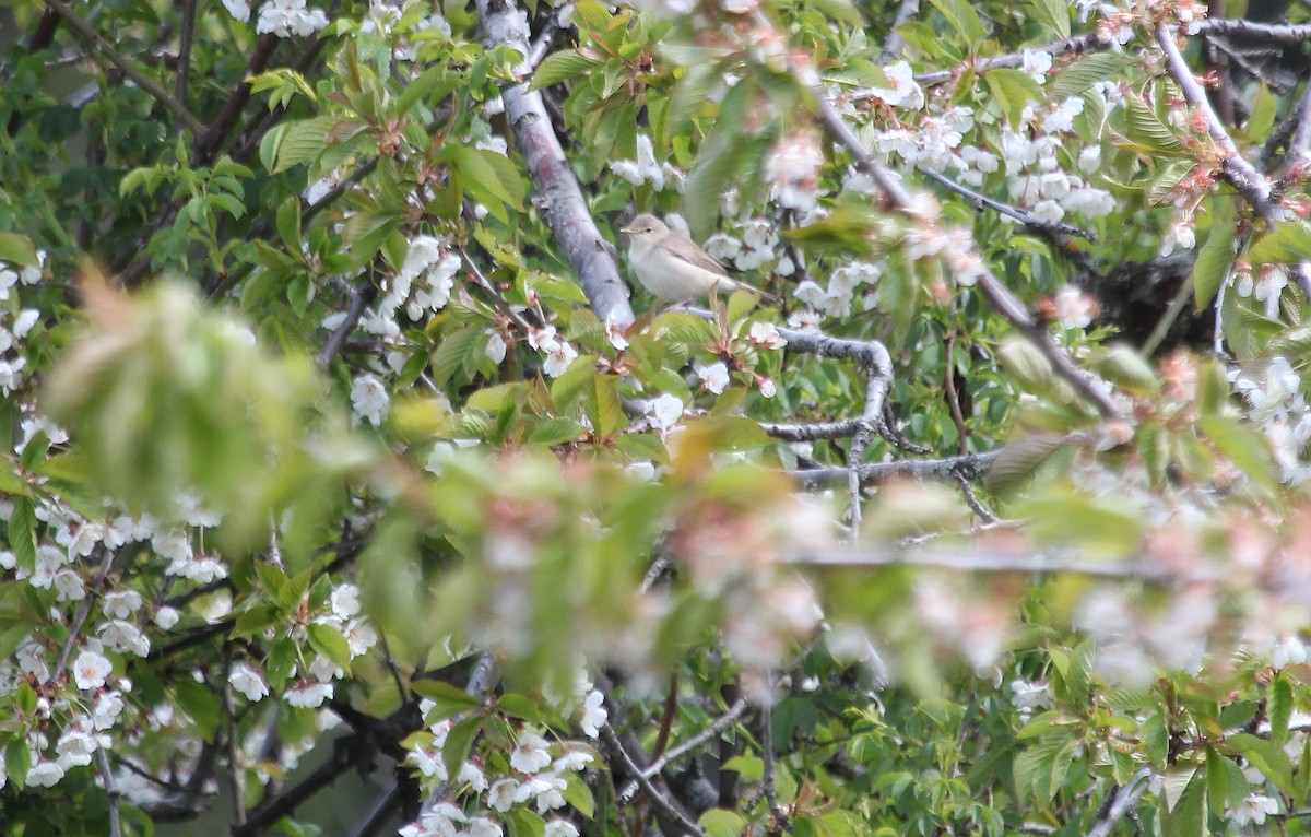 Eastern Olivaceous Warbler - ML158009901