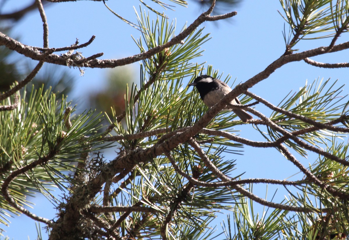 Coal Tit (Cyprus) - ML158009911