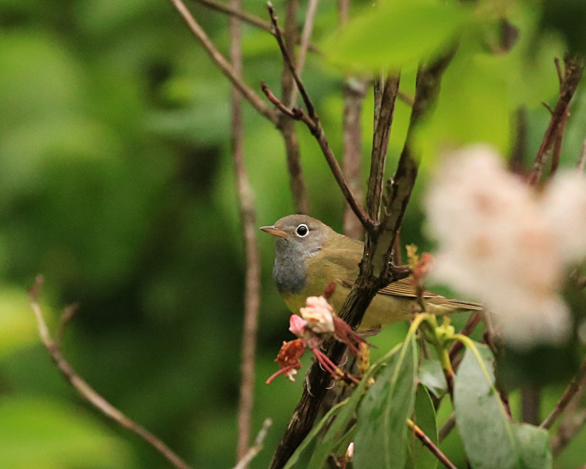Connecticut Warbler - ML158010351