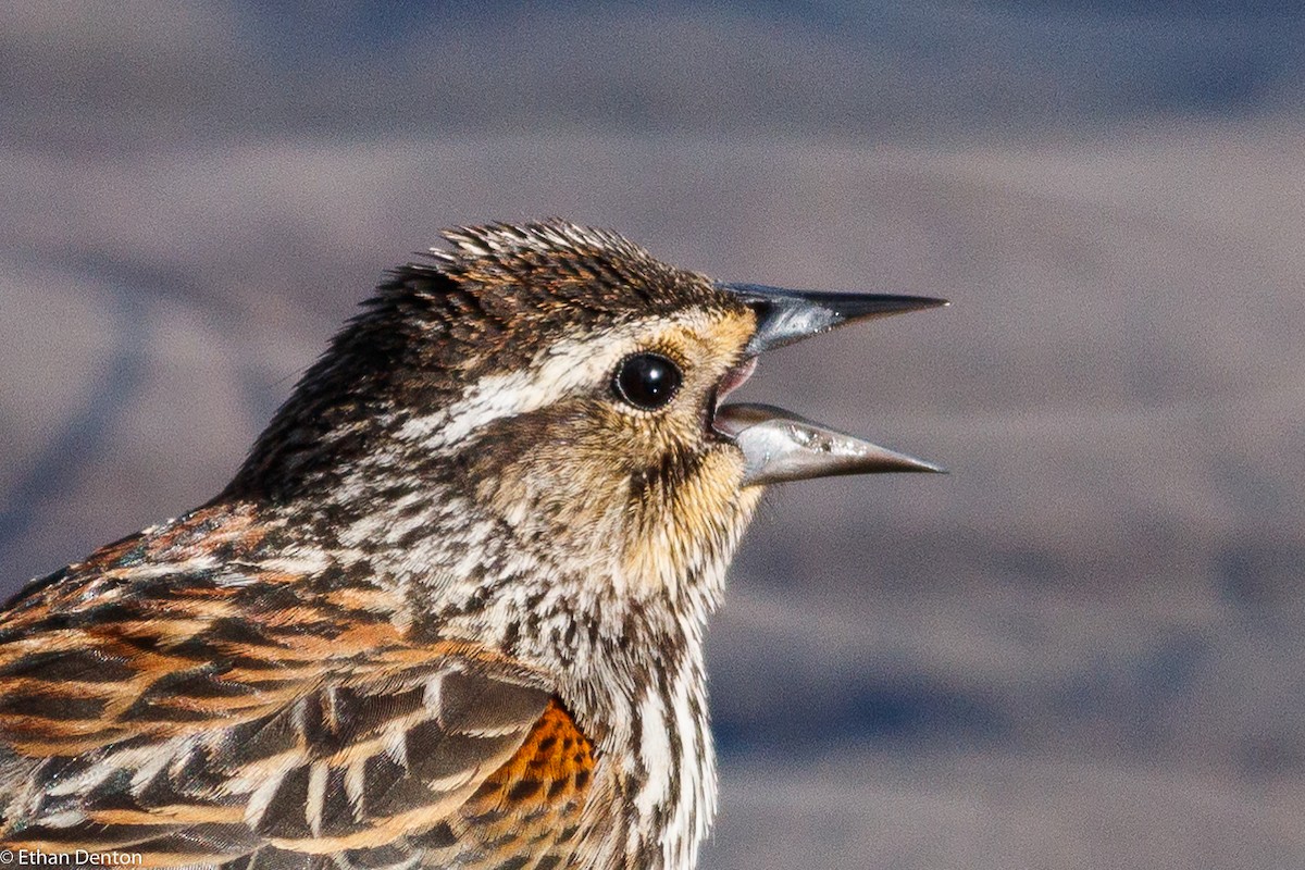 Red-winged Blackbird - ML158010701