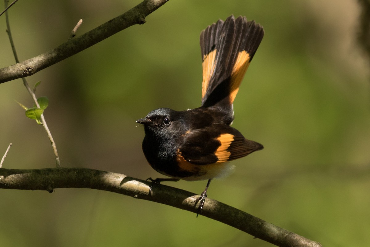 American Redstart - August Davidson-Onsgard