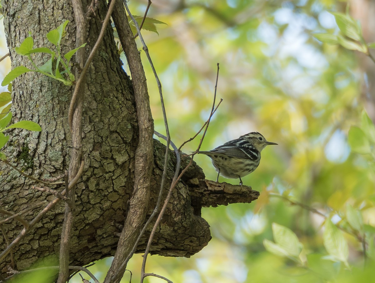 Black-and-white Warbler - ML158014951
