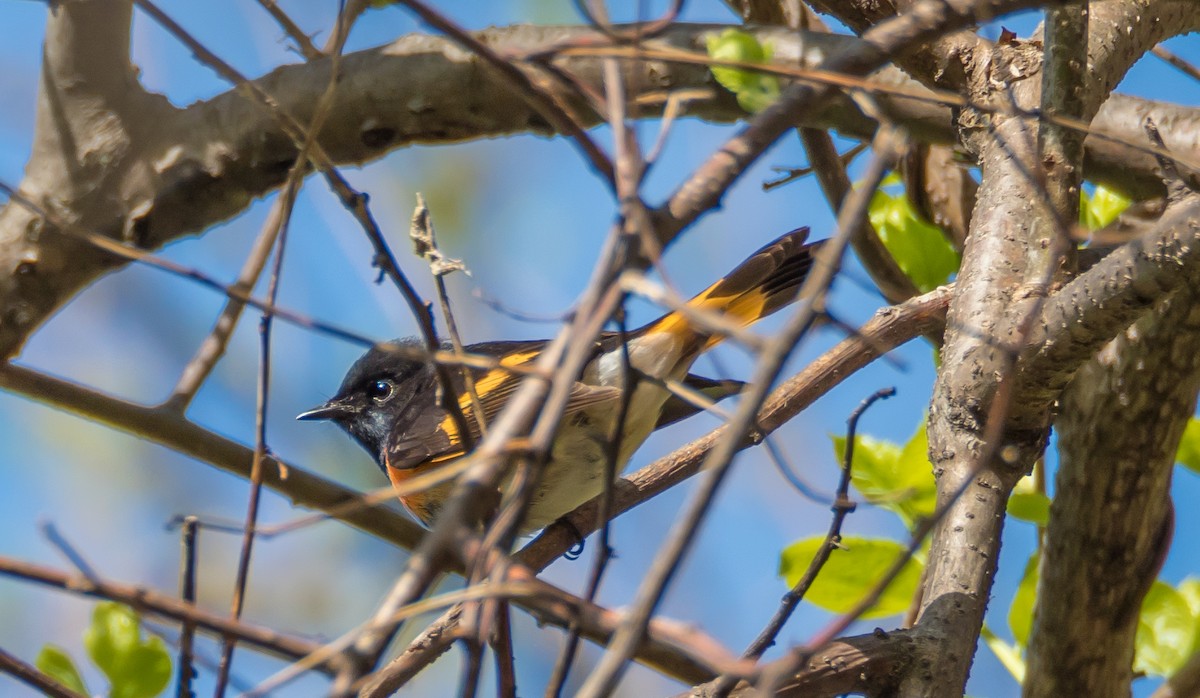 American Redstart - ML158015071