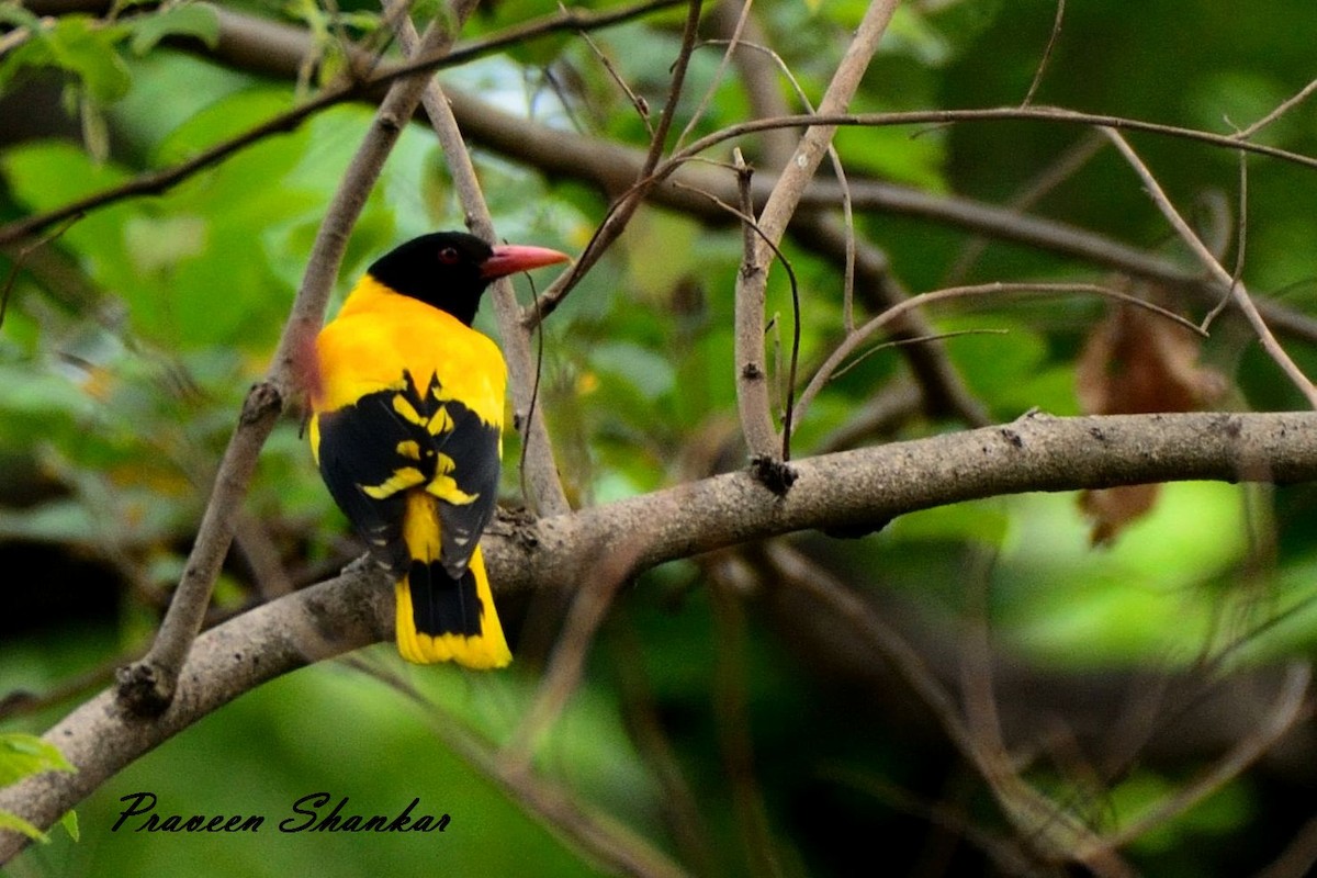 Black-hooded Oriole - Praveen Shankar Balasubramanian