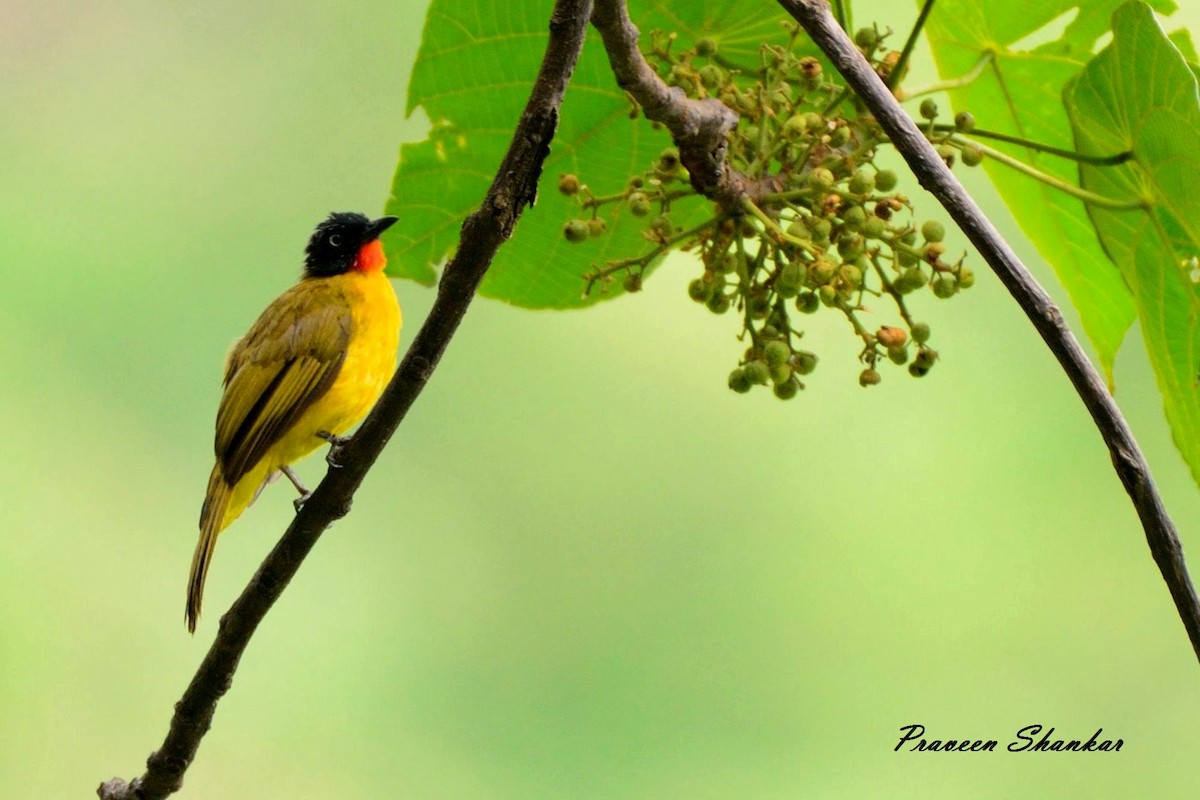 Flame-throated Bulbul - Praveen Shankar Balasubramanian