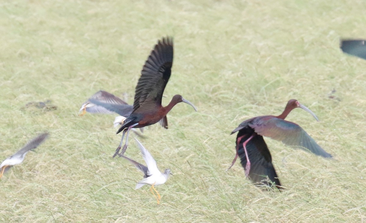 Glossy Ibis - Amy Bishop & Doug Booher