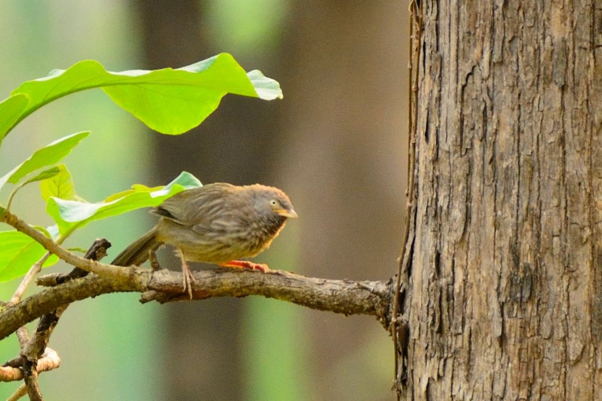 Jungle Babbler - Praveen Shankar Balasubramanian