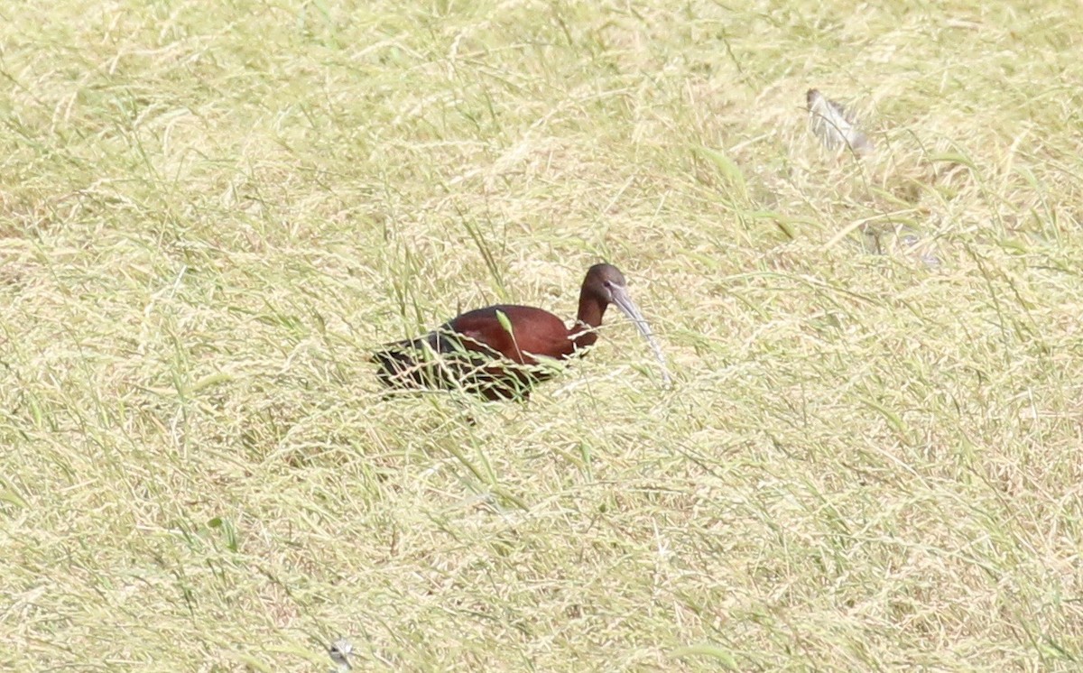 Glossy Ibis - Amy Bishop & Doug Booher