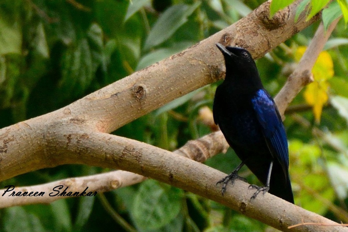 Malabar Whistling-Thrush - Praveen Shankar Balasubramanian