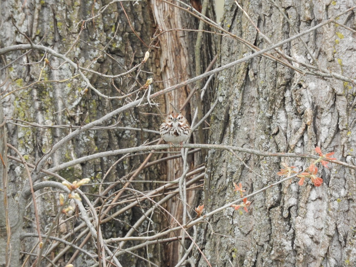 Song Sparrow - ML158017381