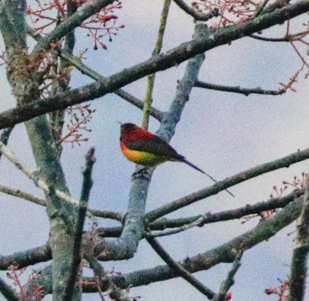 Mrs. Gould's Sunbird (Scarlet-breasted) - ML158017711