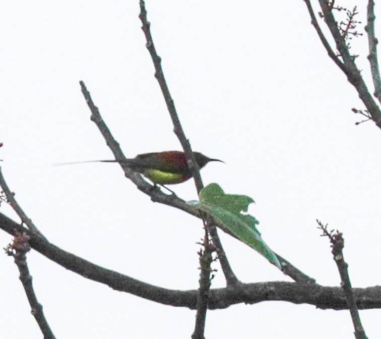 Mrs. Gould's Sunbird (Scarlet-breasted) - ML158018641