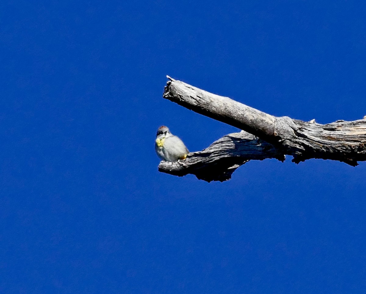 Virginia's Warbler - ML158019041