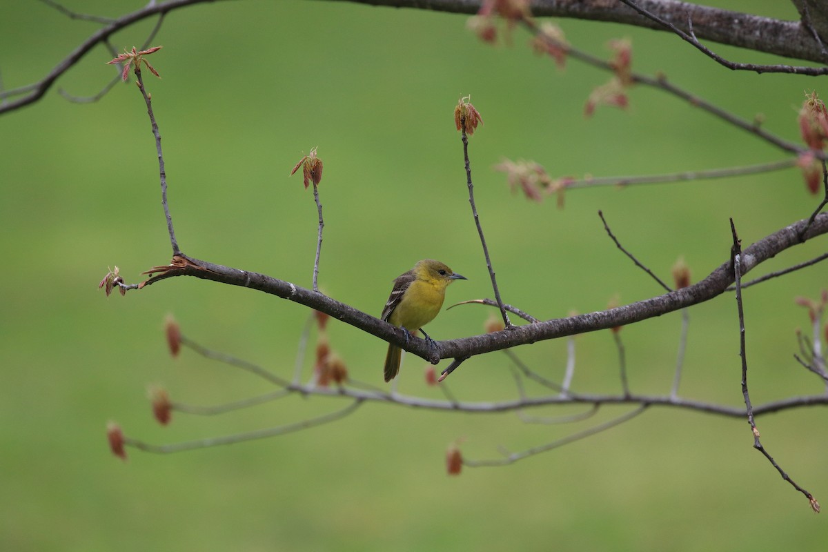 Oriole des vergers - ML158019221