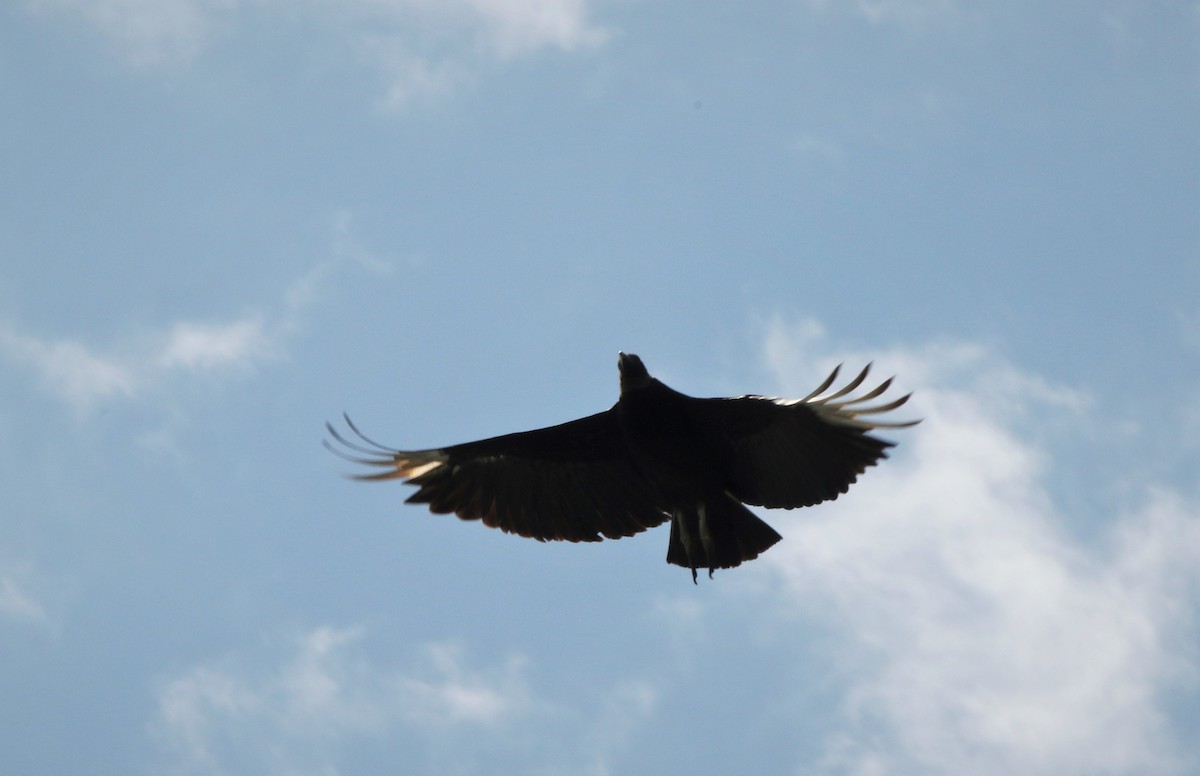 Black Vulture - Derek Stoner