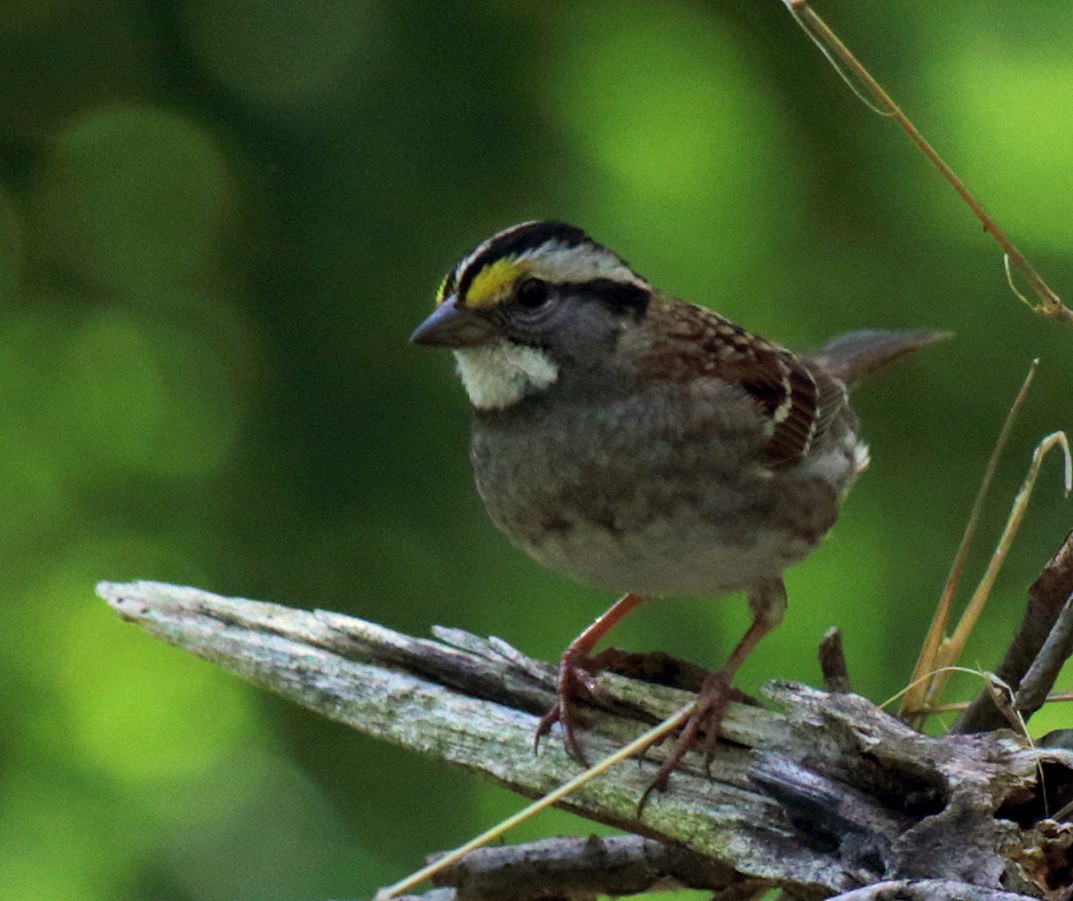 White-throated Sparrow - Jenny Rogers