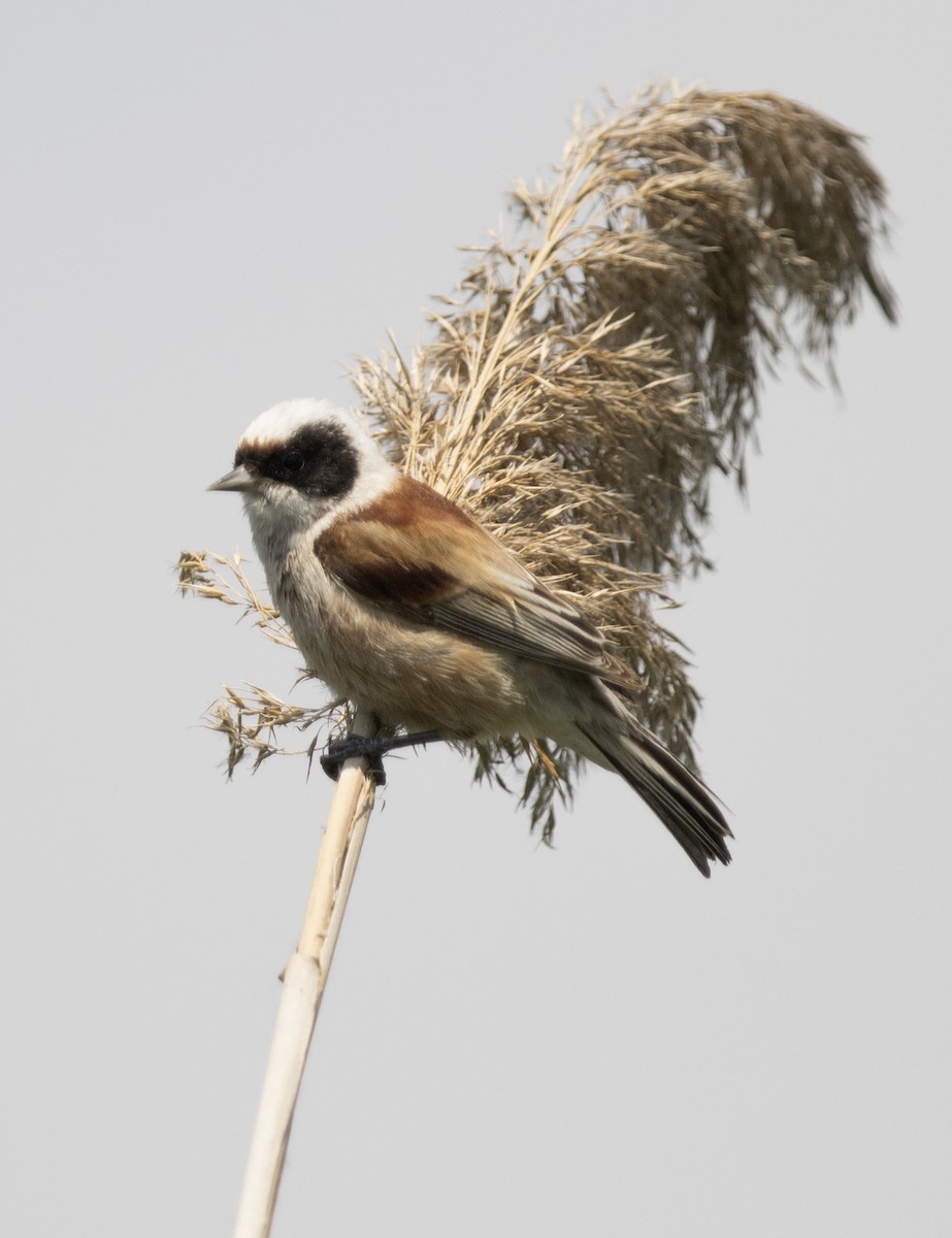 Eurasian Penduline-Tit - ML158024641