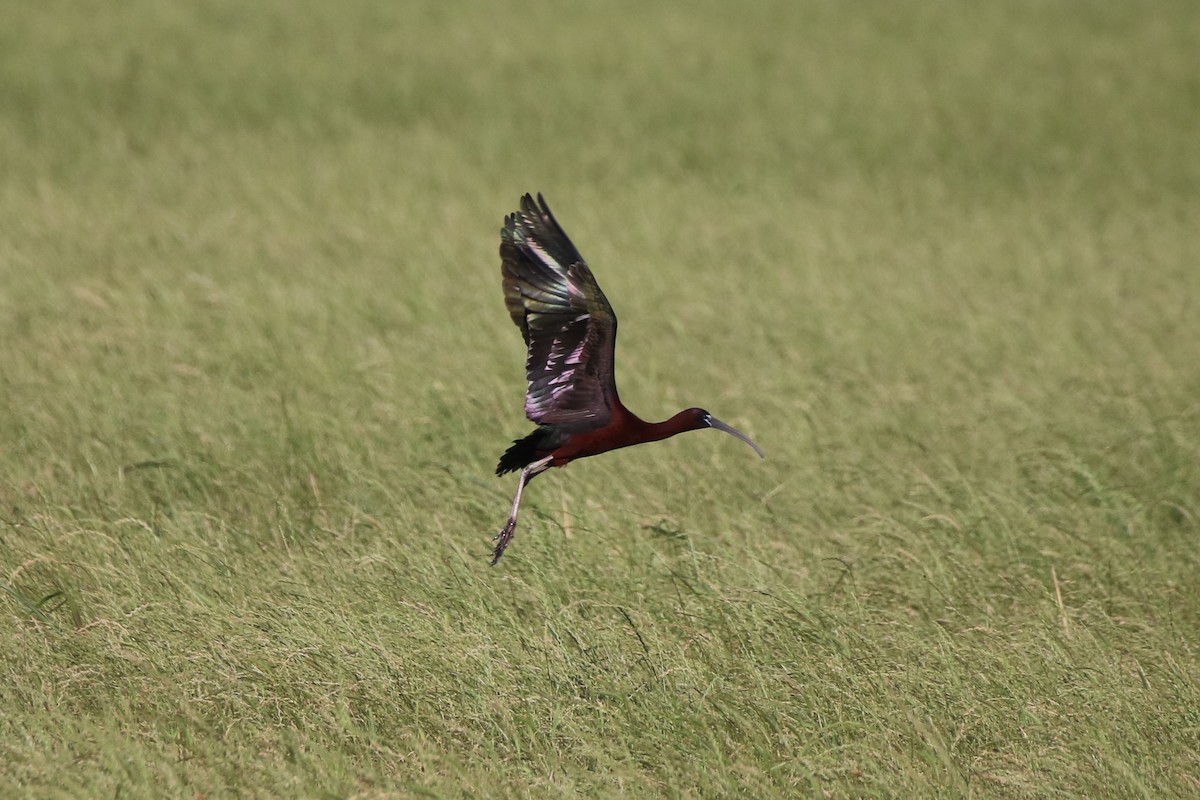 Glossy Ibis - Vincent O'Brien