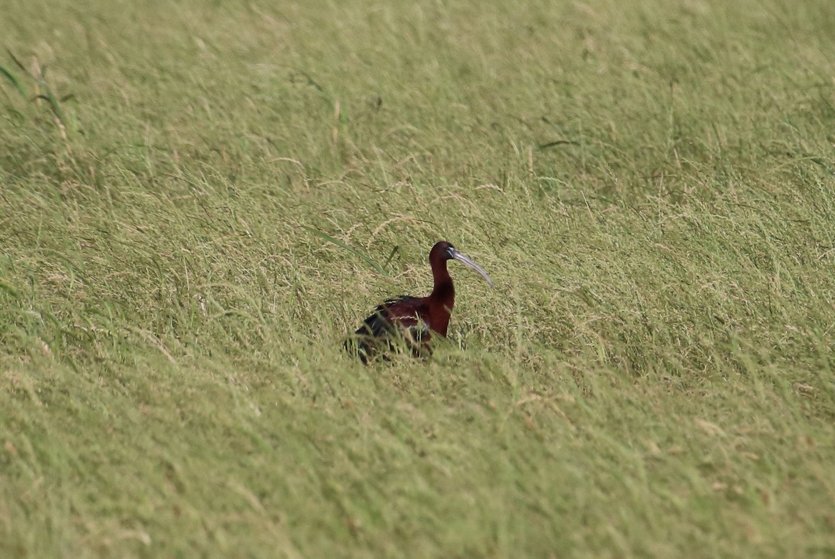 Glossy Ibis - Vincent O'Brien