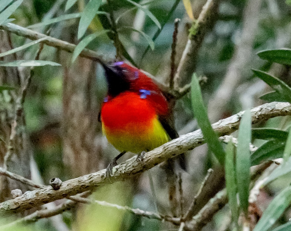 Mrs. Gould's Sunbird - ML158028901