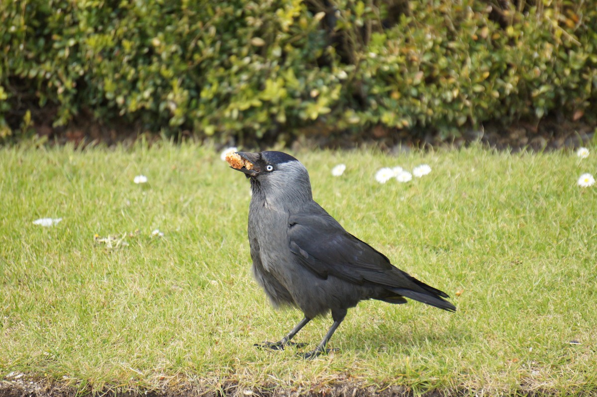 Eurasian Jackdaw - Leonardo Ponce