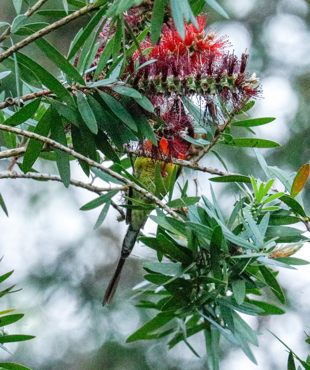 Mrs. Gould's Sunbird - ML158029221