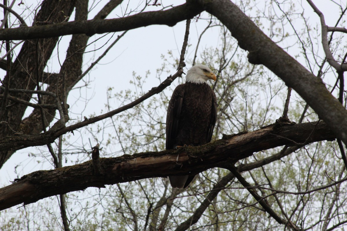 Bald Eagle - ML158029251