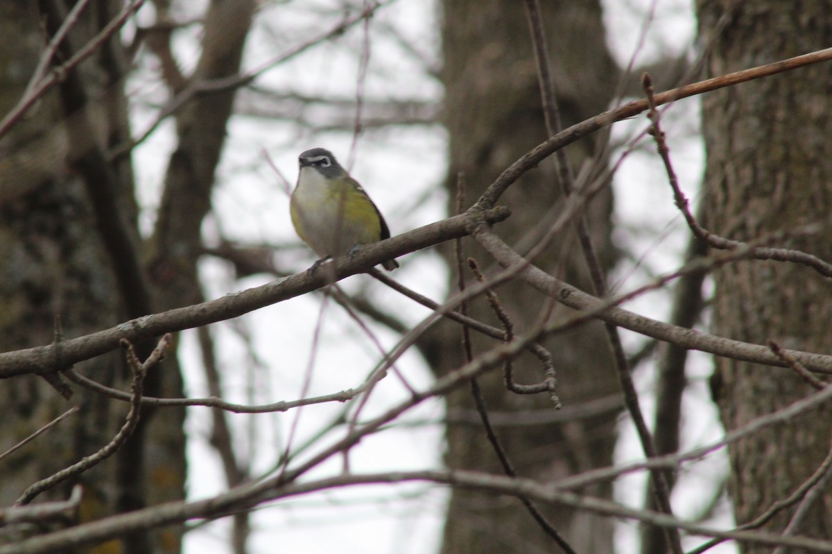 Blue-headed Vireo - ML158029491