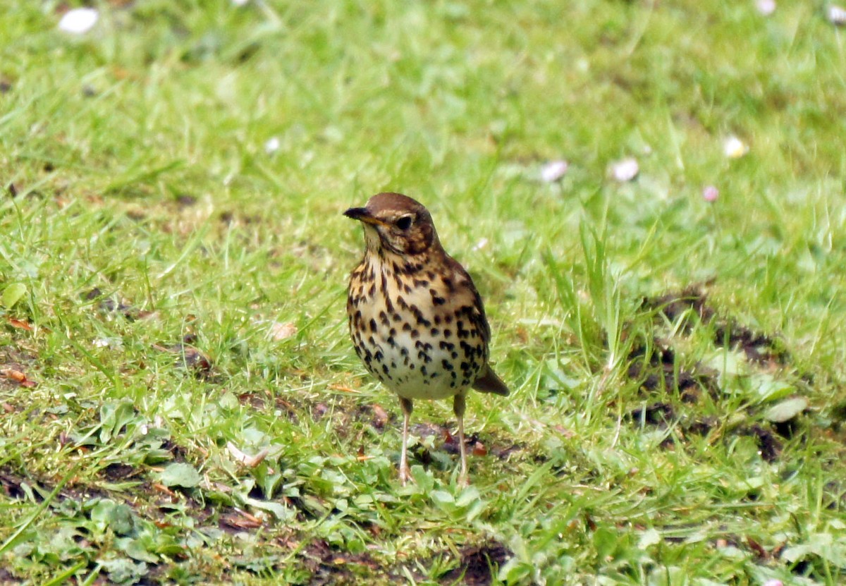 Song Thrush - Leonardo Ponce