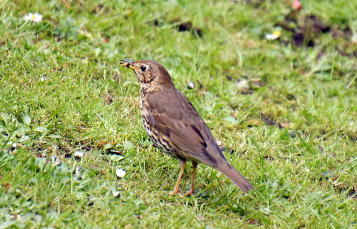 Song Thrush - Leonardo Ponce