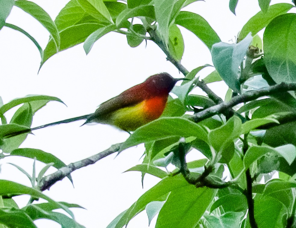 Mrs. Gould's Sunbird - ML158030241