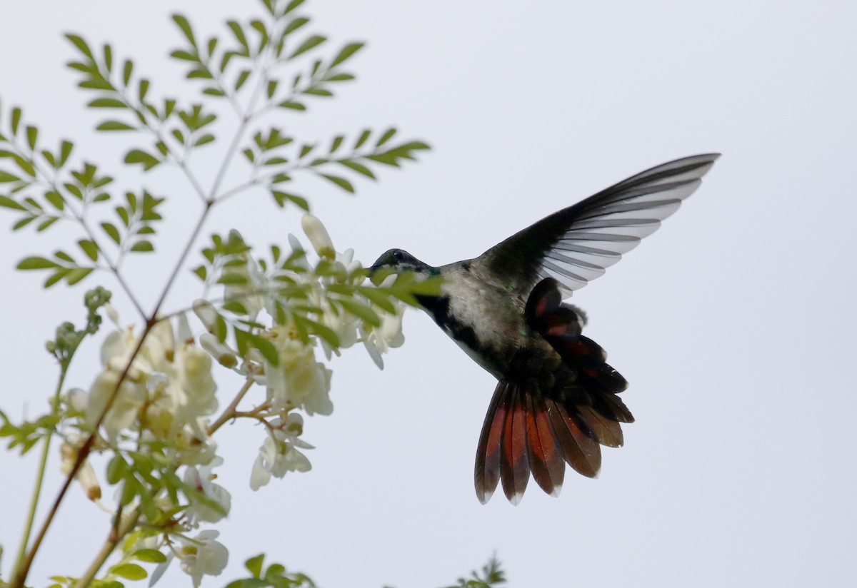 Hispaniolan Mango - Jay McGowan