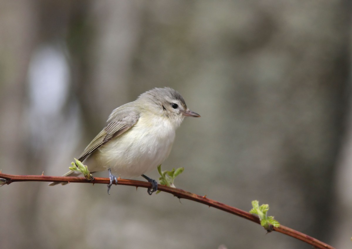 Ötücü Vireo - ML158030361