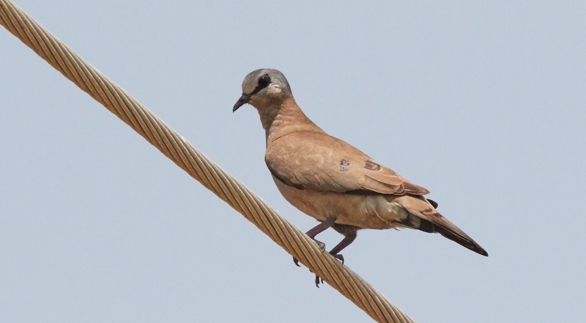 Black-billed Wood-Dove - ML158030611