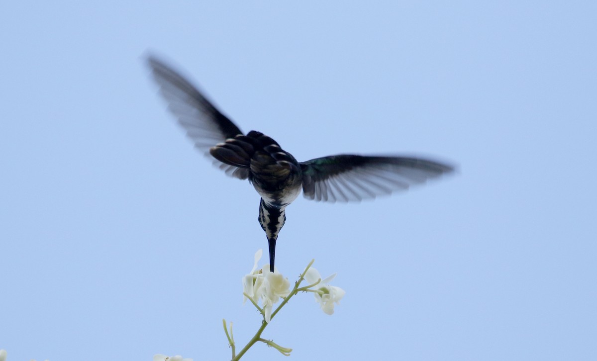 Hispaniolan Mango - Jay McGowan