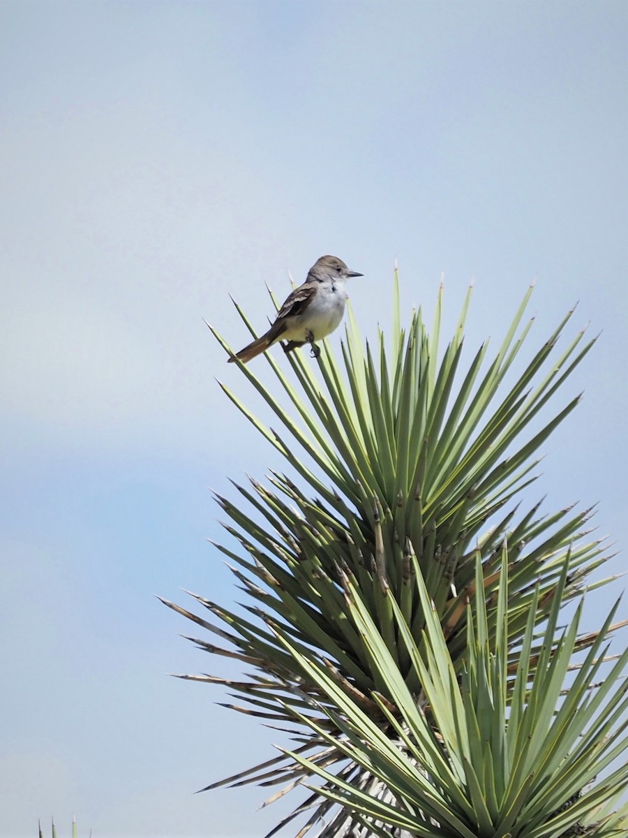 Ash-throated Flycatcher - ML158031531