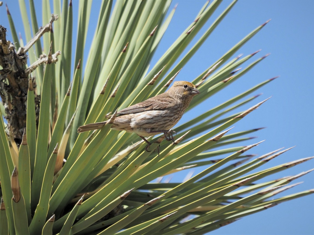 House Finch - ML158032151