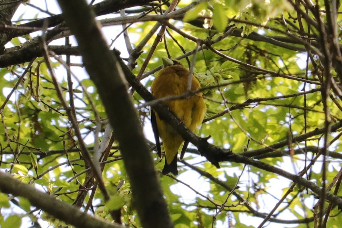 Evening Grosbeak - ML158032251