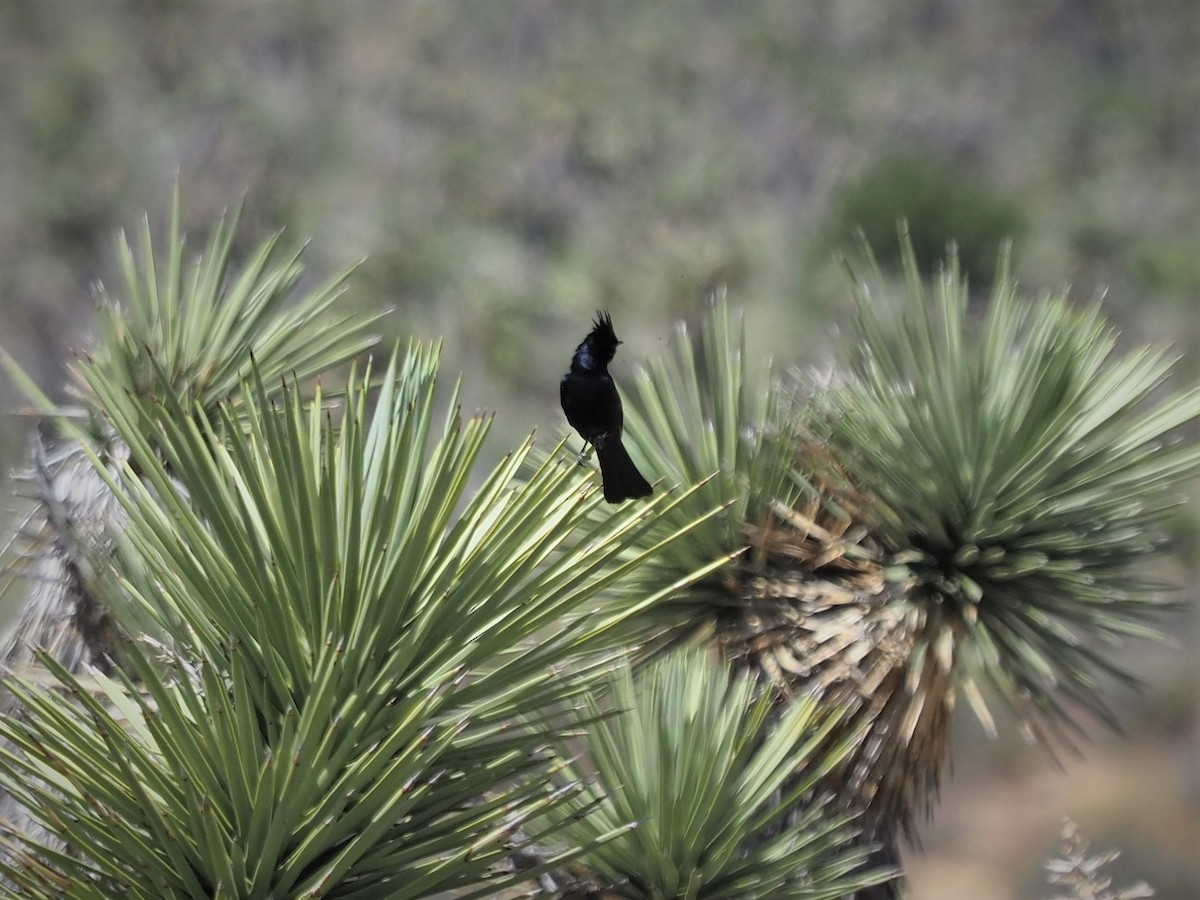 Phainopepla - ML158032861