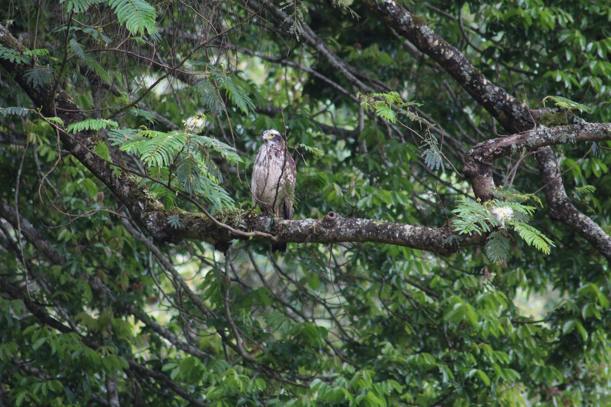 Crested Serpent-Eagle - ML158033361